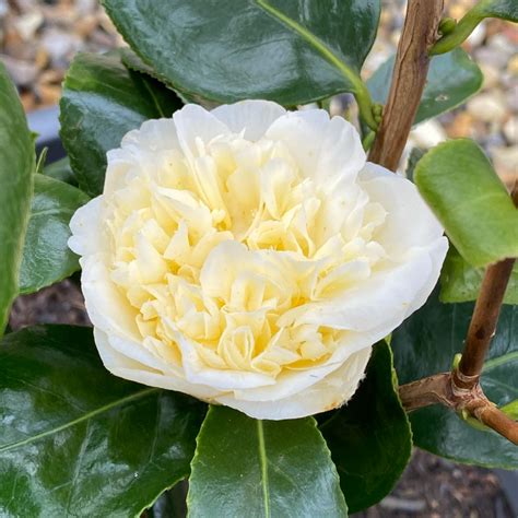 Camellia X Williamsii Jurys Yellow Camellia Jurys Yellow In