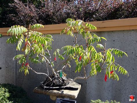 Bonsaï And Penjing Staghorn Sumac Rhus Typhina Anacard Flickr