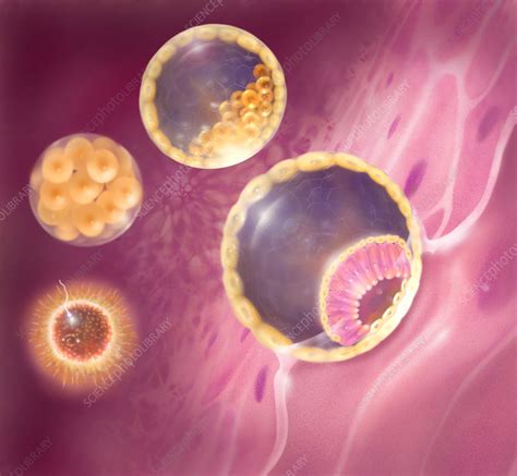 Embryo development - Stock Image - P680/0722 - Science Photo Library