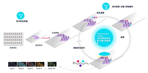 Phenocycler Fusion空间单细胞蛋白组学（简称pcf原codex）技术介绍华盈生物空间蛋白 Csdn博客