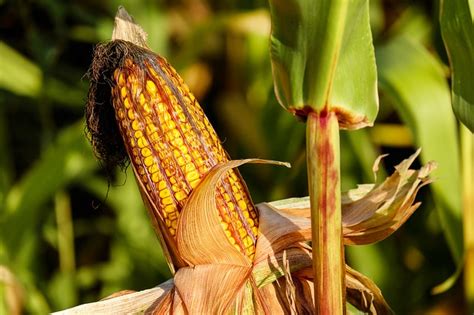 Cara Menanam Jagung Agar Bertongkol Besar