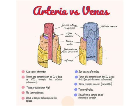 Arterias Vs Venas Apuntes Udocz