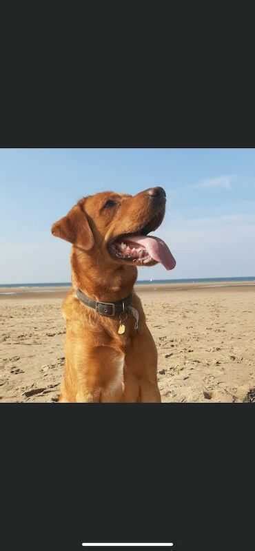 Labrador Retriever Female Puppy For Sale In Stoke On Trent Staffordshire