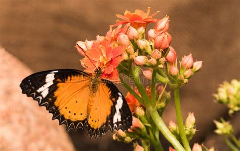 Tropikalny Motyli Papilio Memnon Wielki Mormon Obraz Stock Obraz