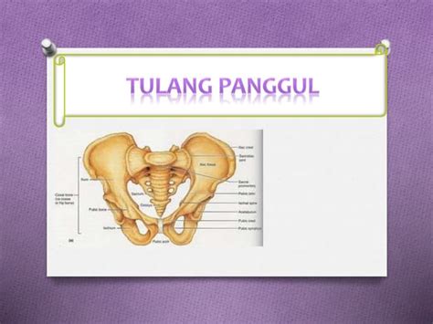 Anatomitulangpanggulwanitapptxpptx