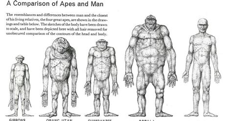 Evolutionist Ape Examples Of Similarities And Differences Between