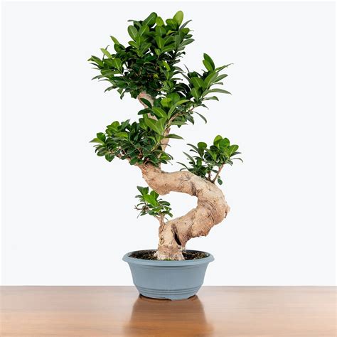 Ficus Retusa Bonsai - House Plants Delivery Toronto - JOMO Studio