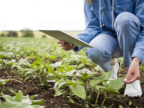 Agricoltura Sostenibile Obiettivi Realistici E Consumatori Consapevoli