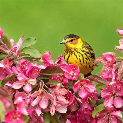 Warblers - Birds and Blooms