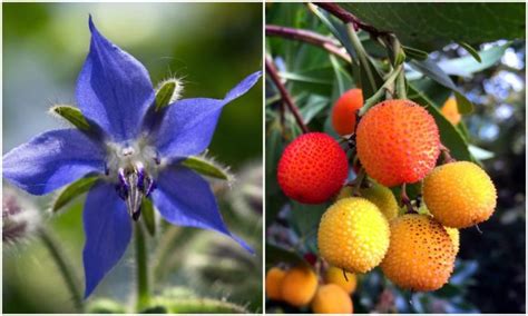 Alkaline Soil Plants: 40 Trees, Shrubs, Edibles & Flowers That Thrive