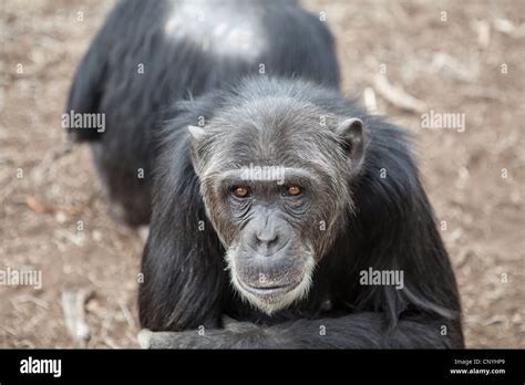 Old Chimpanzee Chimp In Kenya Stock Photo Alamy