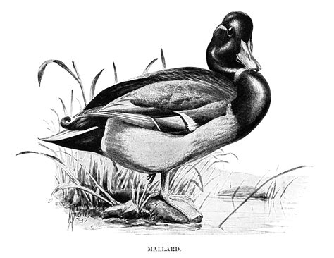 Mallard Duck Vintage Illustration - The Old Design Shop