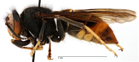 Vespa Velutina North American Hornet Screening Tool