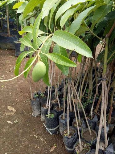 Full Sun Exposure Yellow Thai Catimon Grafted Mango Plant Mangifera At