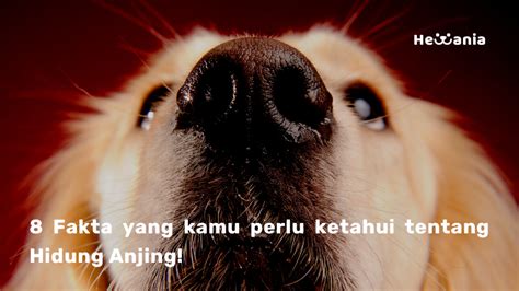 Simak 8 Fakta Tentang Hidung Anjing Yang Belum Anda Ketahui Hewania