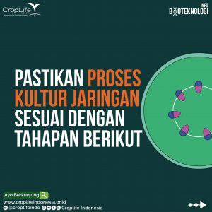 Tahapan Kultur Jaringan – CropLife Indonesia