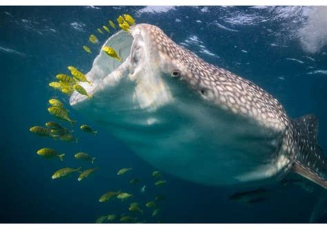 What Do Whale Sharks Eat? (Diet & Facts)