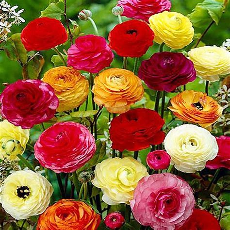 Jaskier Jaskry Ranunculus Sadzonki Mix 5 Szt 11767879532 Oficjalne