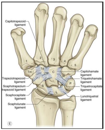 Wrist Hand Finger Anatomy Flashcards Quizlet