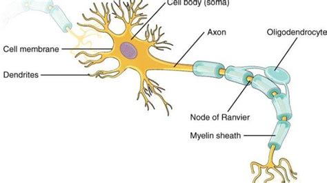 Sel Saraf Deskripsi Dan Fungsinya