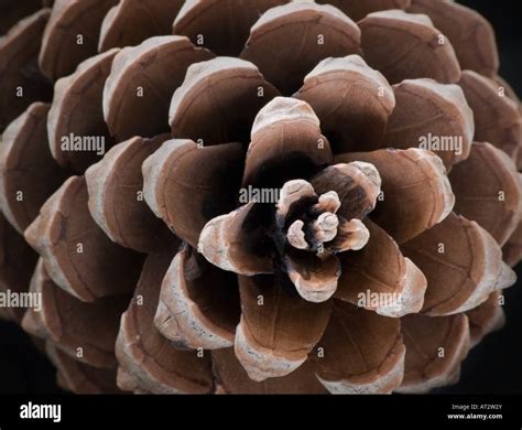 Fir cone, pine cone, close up Stock Photo - Alamy