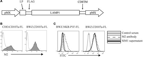 Frontiers Degranulation Response In Cytotoxic Rat Lymphocytes