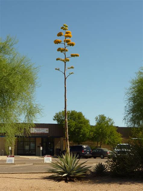 Agave Americana Century Plant World Of Succulents