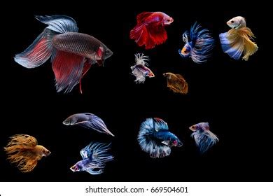 Set Beautiful Eight Betta Fish Collection Stock Photo 1821322022