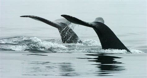 Noaa To Remove Endangered Species Act Protections For Most Humpback