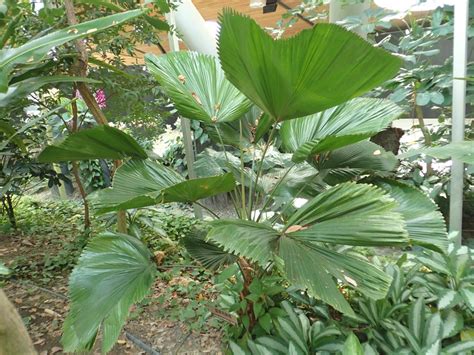 圓葉刺軸櫚 臺北典藏植物園