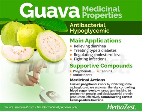 Guava | HerbaZest