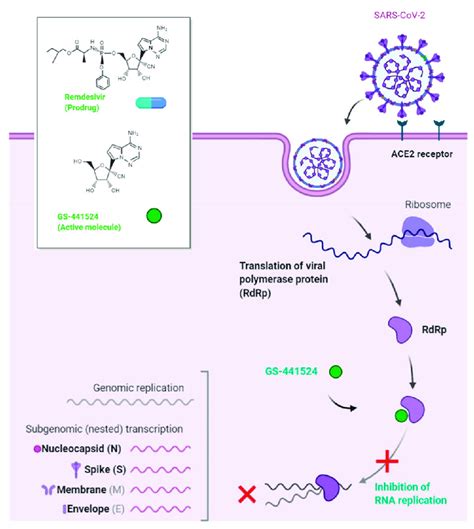 The Potential Mechanism Of Action Of Remdesivir Against Coronavirus