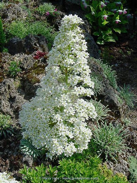 Rock Garden - Harry Jans | Rock garden, Garden, Exotic flowers