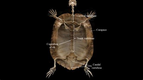 Turtle skeleton | Atlas of Comparative Vertebrate Anatomy