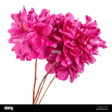 Bouquet of red peony flowers. Isolated on white Stock Photo - Alamy