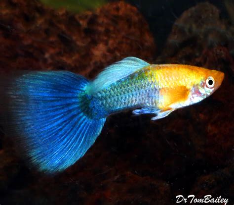 Premium Male New Hawaiian Sunset Fancy Guppy Size 1 To 15