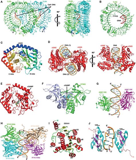 Frontiers Molecular And Structural Basis Of Dna Sensors In Antiviral