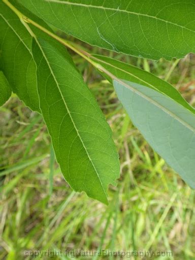 Photos And Characteristics Of Salix Discolor Pussy Willow