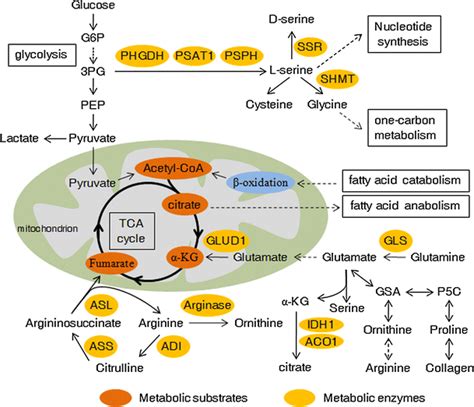 Amino Acid Metabolism In Cancer Cells And Its Crosstalk With Other