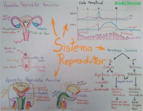 Mapa Mental Anatomia Do Sistema Reprodutor Feminino Mamas E Ciclo