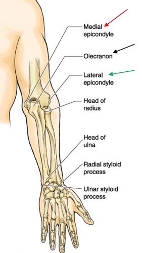 FABX L4 Cubital Fossa And Forearm Flashcards Quizlet