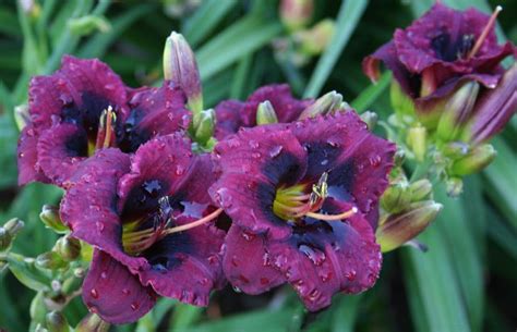 Mini Daylily Hemerocallis Broadway Phantom Stamile 2005 Day