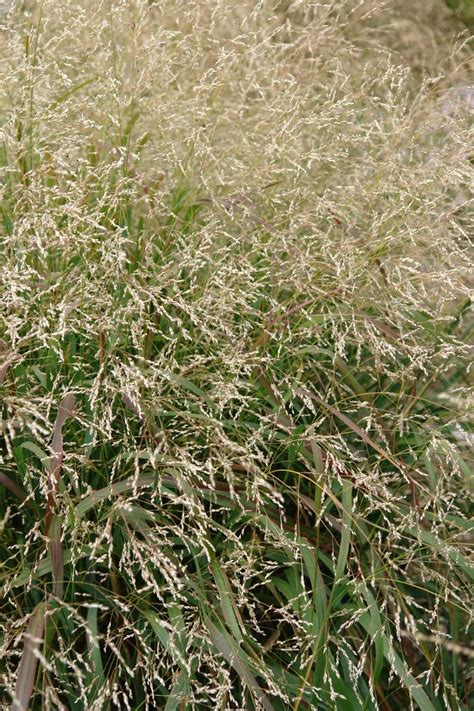 Switchgrass Panicum Virgatum Cape Breeze Perennial Farm Marketplace