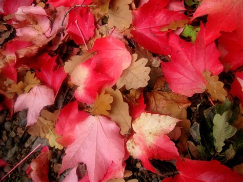 Bild Mit Farben Natur Pflanzen Jahreszeiten Blumen Rosa Herbst