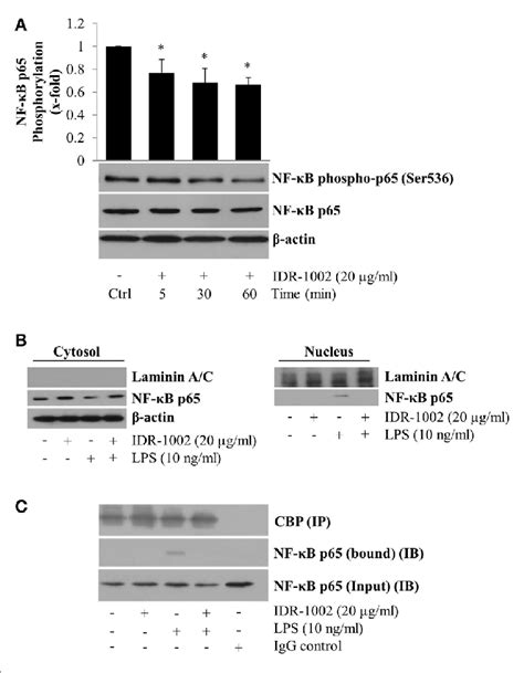 Idr 1002 Reduced Nf κb P65 Phosphorylation At Ser536 And Inhibited