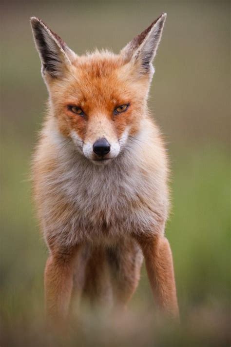 Photographer Captures Heartwarming Photos Of Foxes In Love Artofit