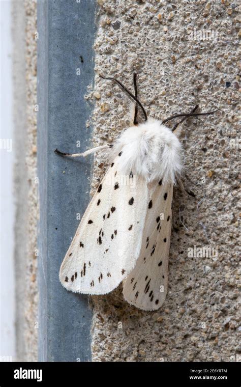 Close Up Image Of A White Ermine Moth Spilosoma Lubricipeda Stock