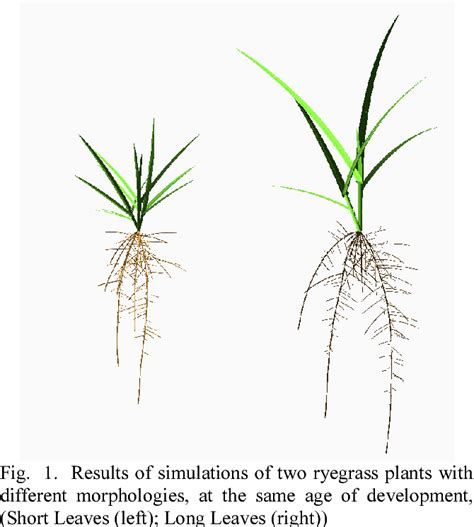 Perennial Root System