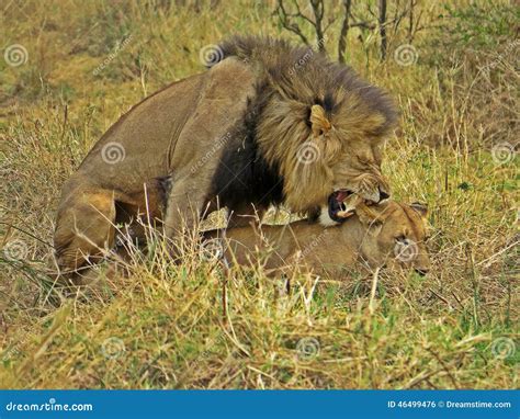 Lions Mating. Royalty-Free Stock Photo | CartoonDealer.com #50157987