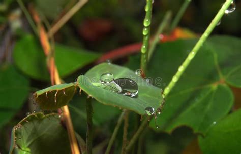 Gotas De Chuva Em Folhas De Plantas Pequenas Na Floresta Tropical